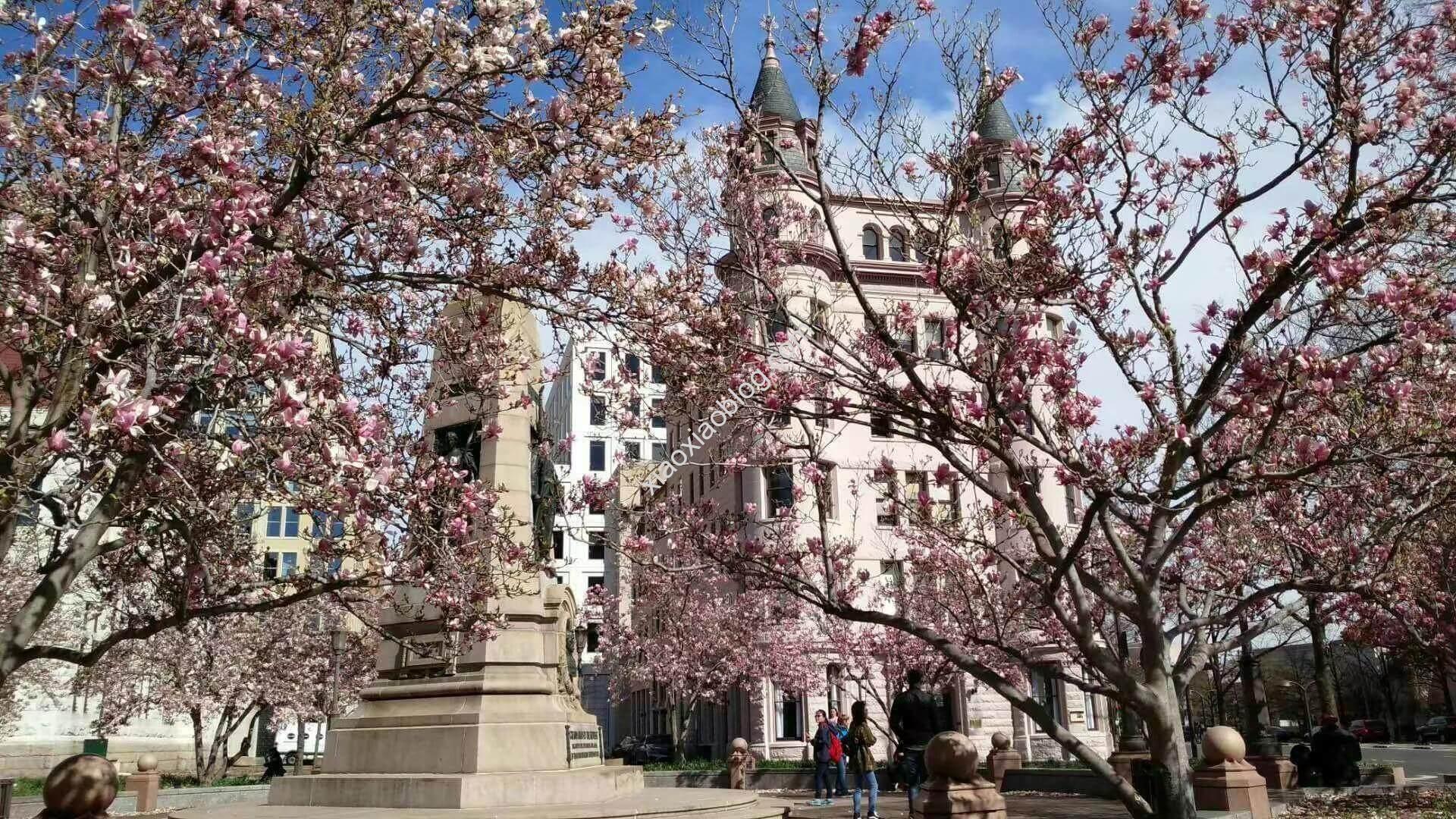 美国华盛顿樱花季